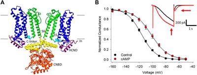 Regulation of HCN Channels by Protein Interactions